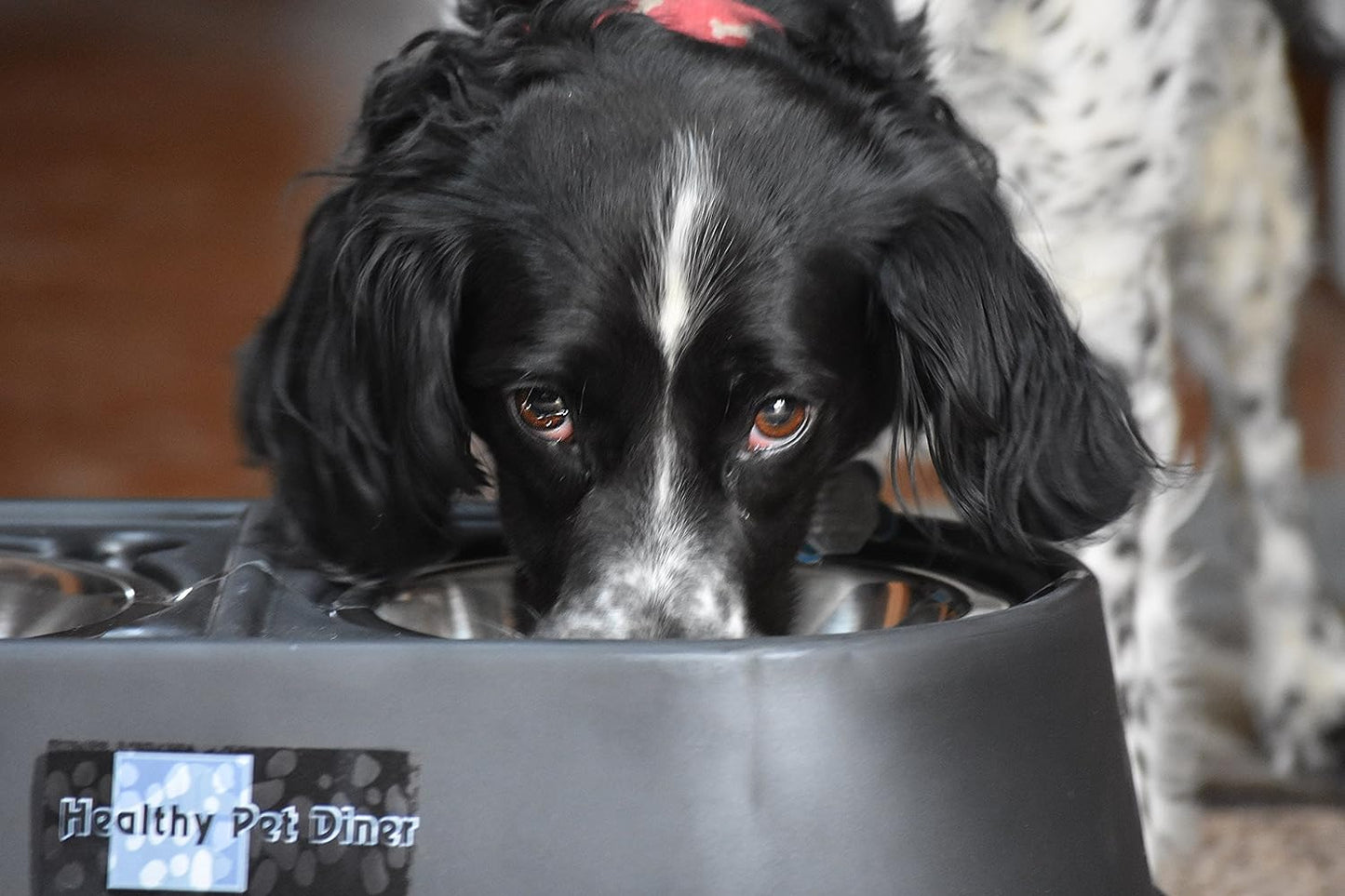 Elevated Dog Food Dish: Comfortable Mealtime | Perfect for Large, Medium & Small Dogs | Choose from 4, 8, or 12 Inches | Stylish Design for Happier Feeding!